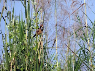  - Black-breasted Parrotbill