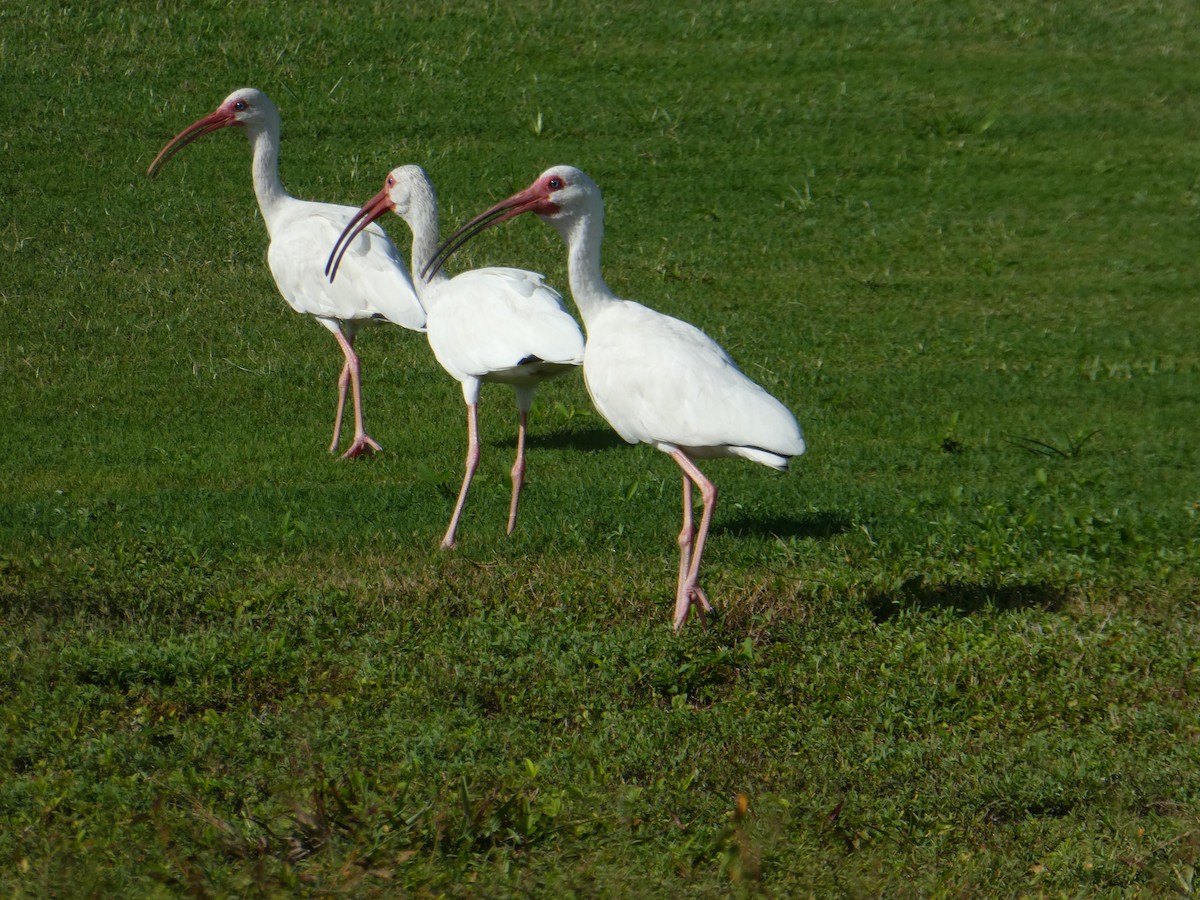 ibis bílý - ML170517201