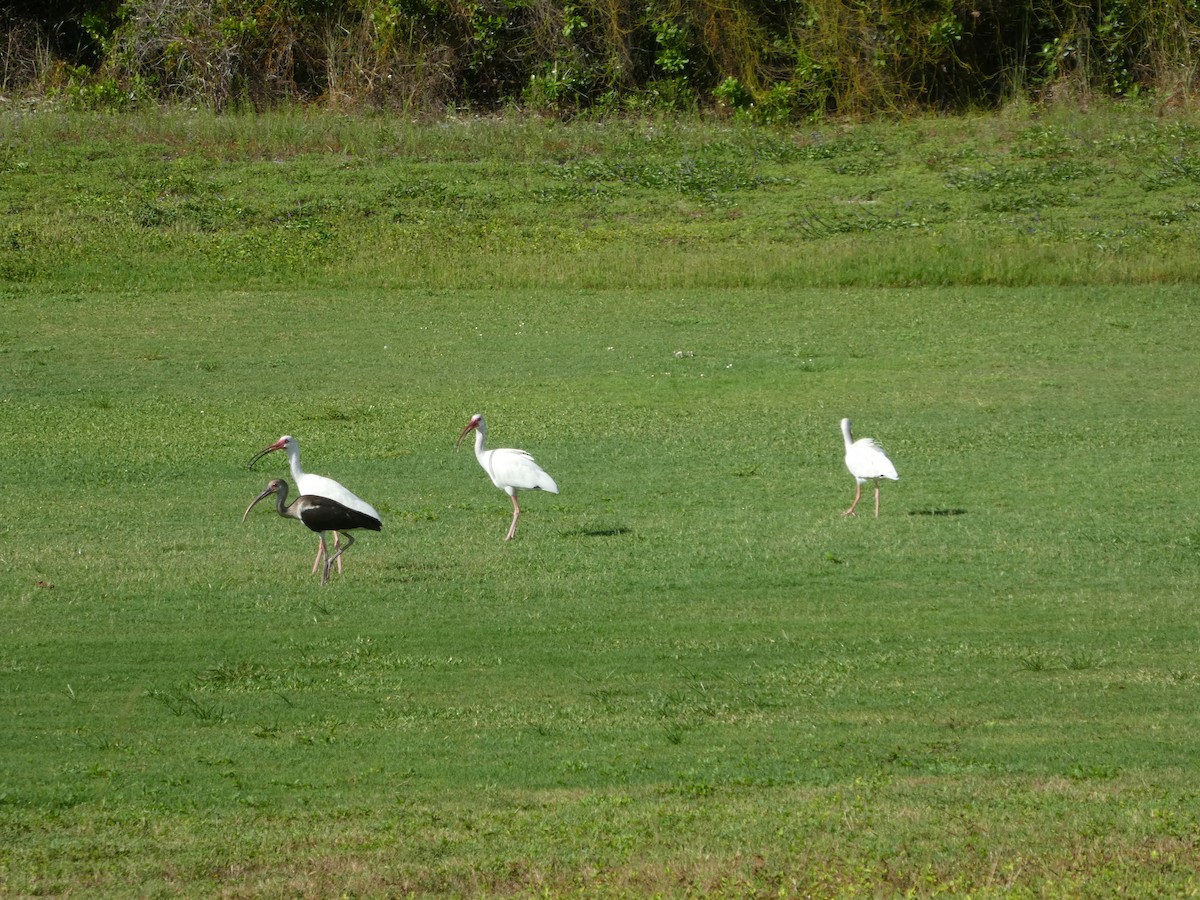 ibis bílý - ML170517211