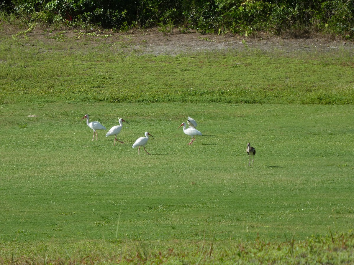 ibis bílý - ML170517351