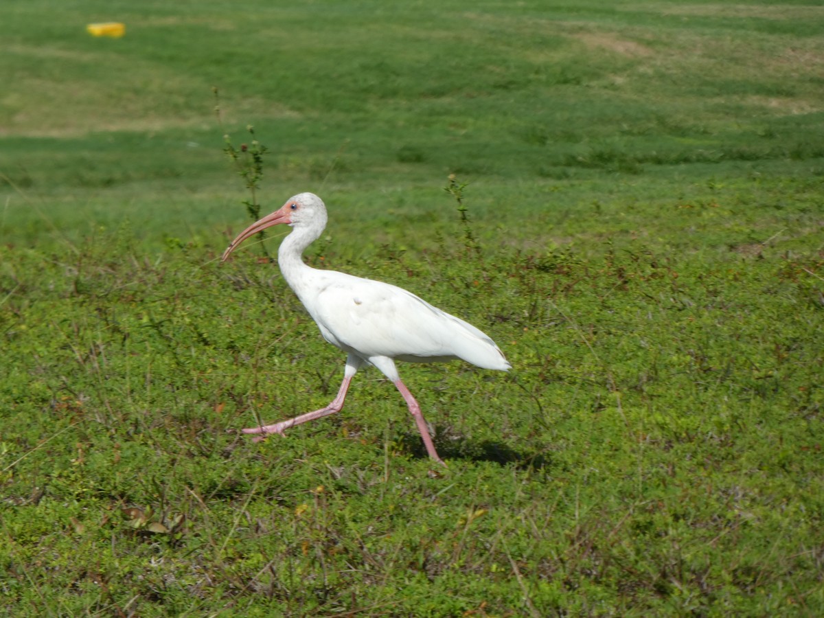 ibis bílý - ML170517371