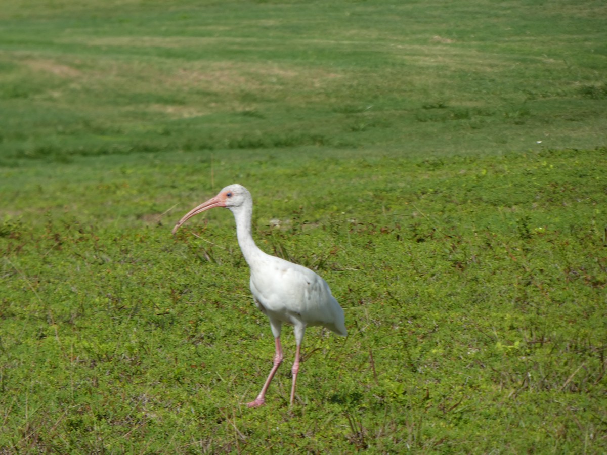 ibis bílý - ML170517391
