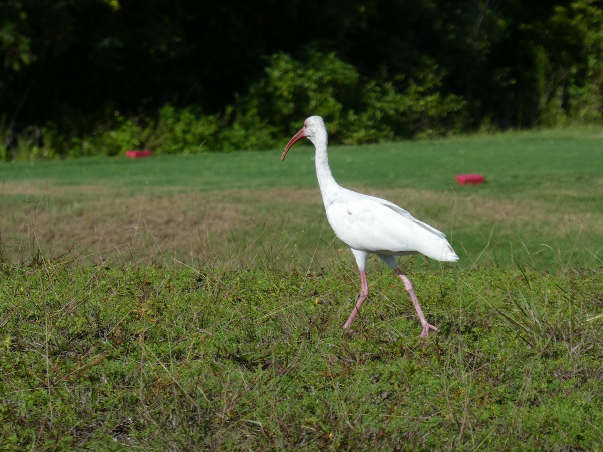ibis bílý - ML170517591