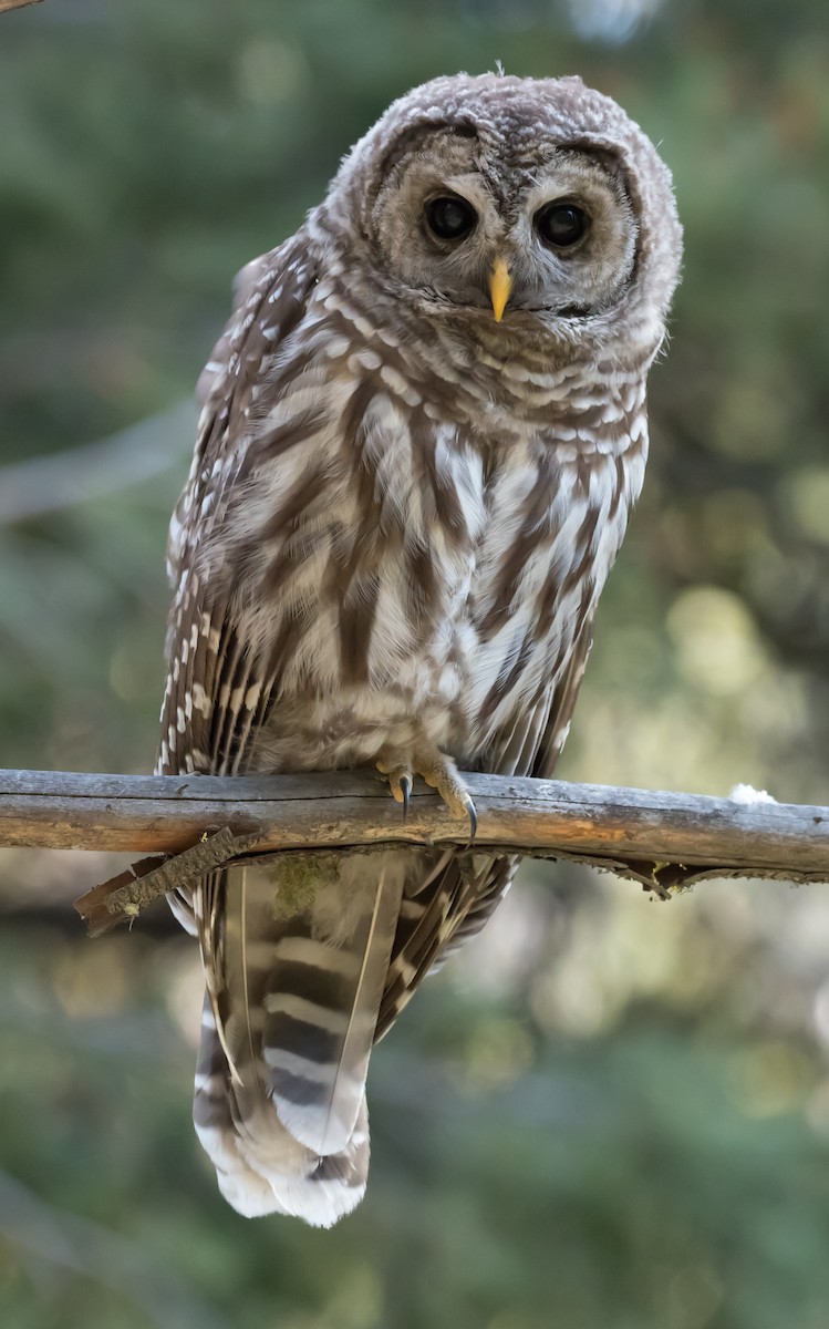 Barred Owl - Steve Wickliffe