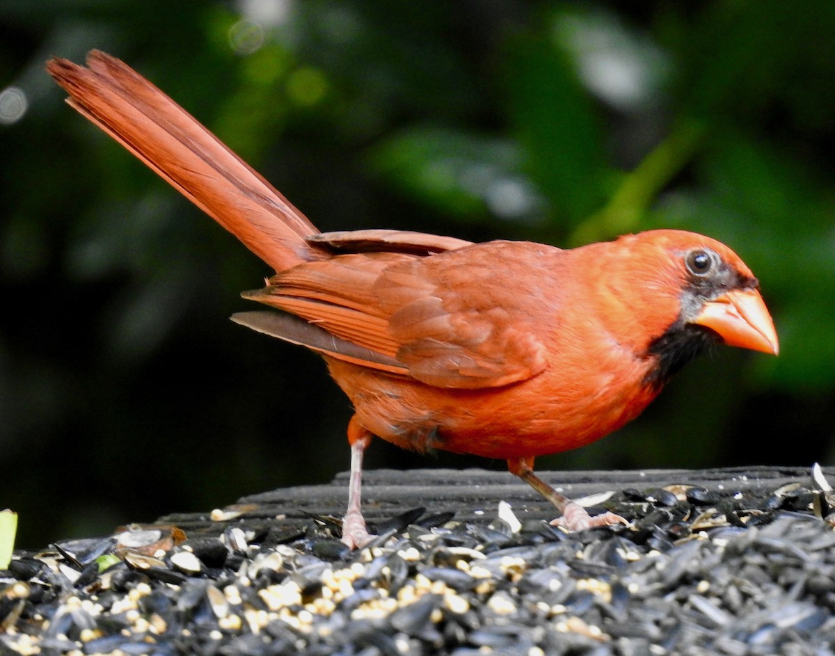 Northern Cardinal - Van Remsen