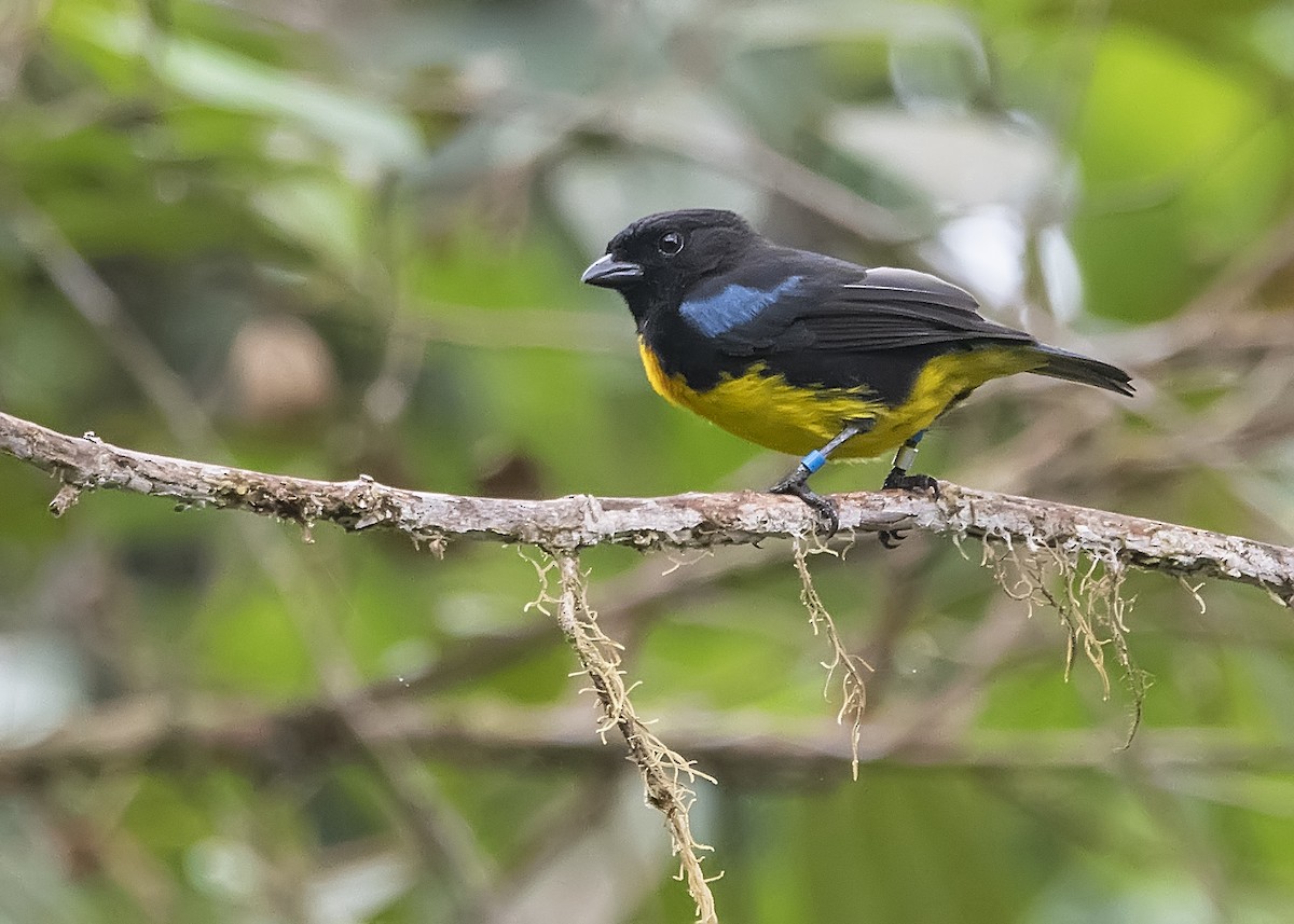Black-and-gold Tanager - ML170518791