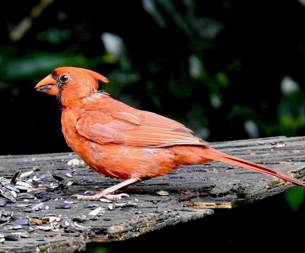 Northern Cardinal - Van Remsen