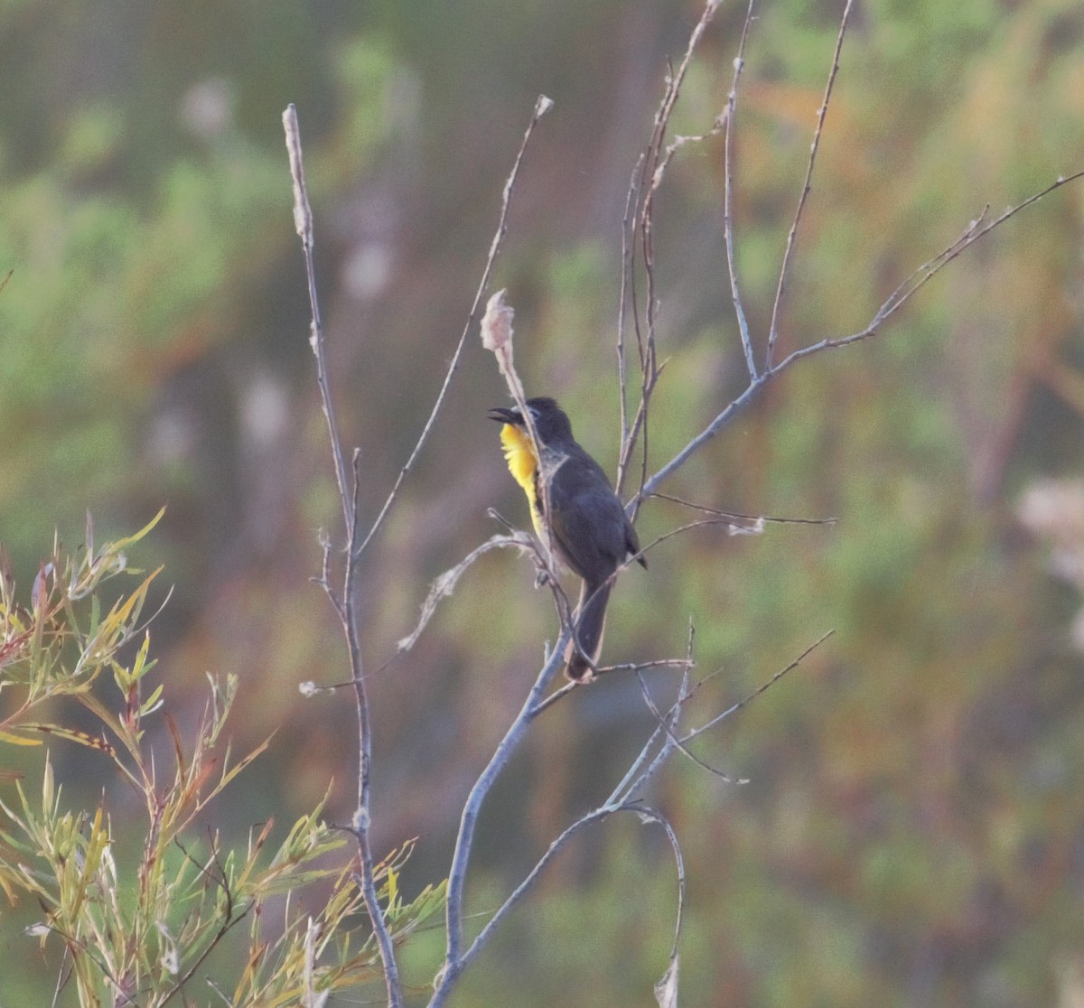 Yellow-breasted Chat - ML170520891
