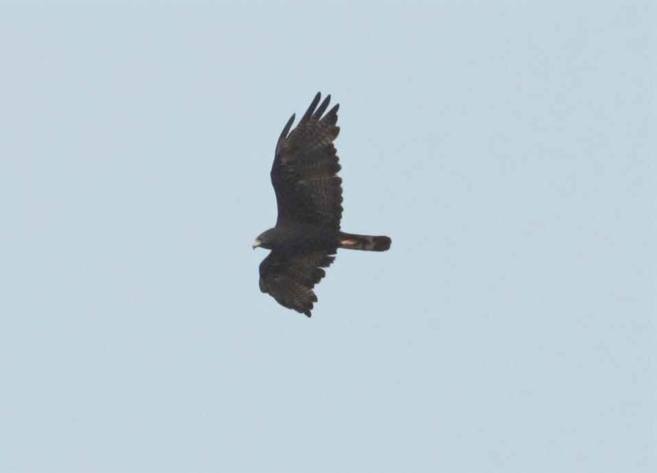 Zone-tailed Hawk - ML170521821