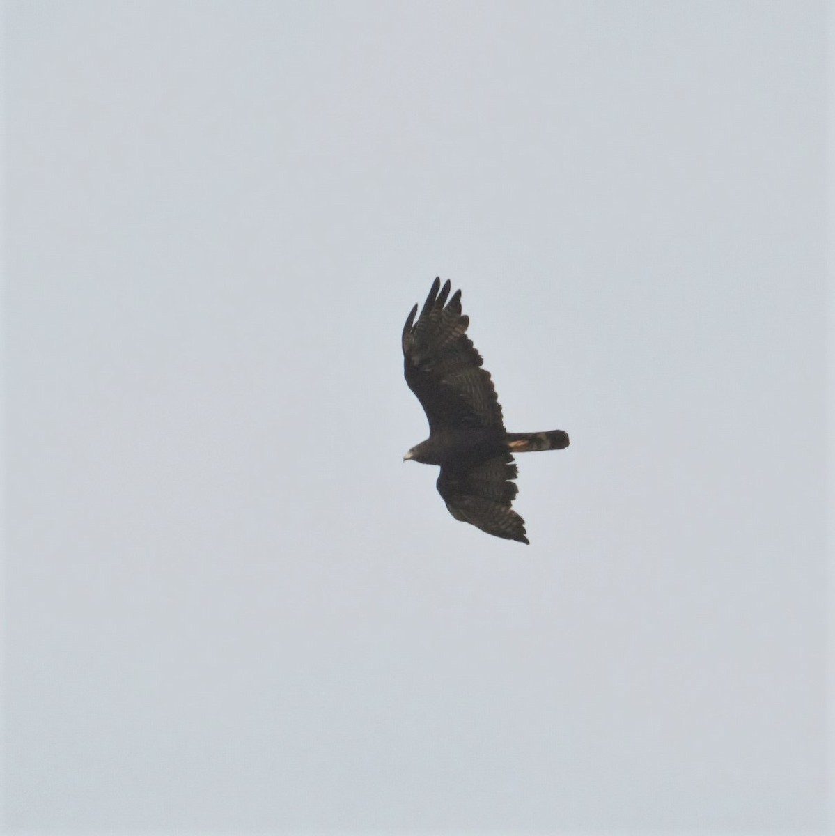 Zone-tailed Hawk - Lucas Corneliussen
