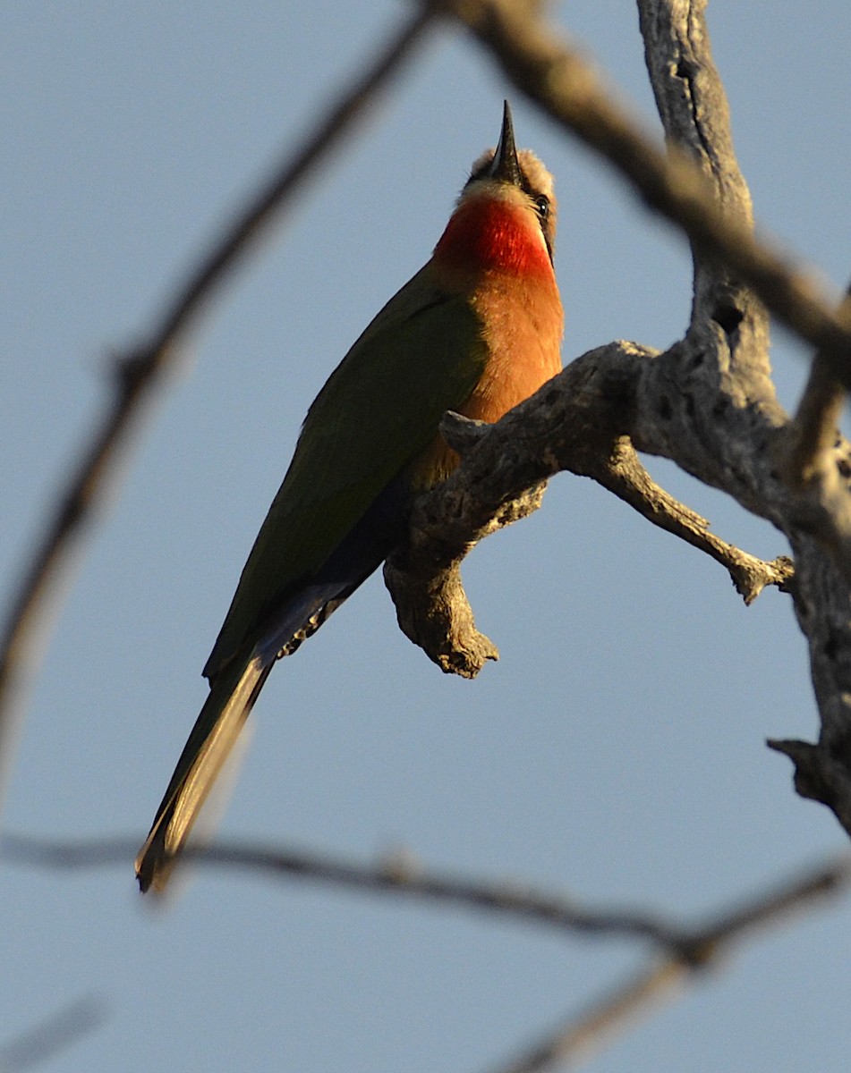 White-fronted Bee-eater - Andrew Mack