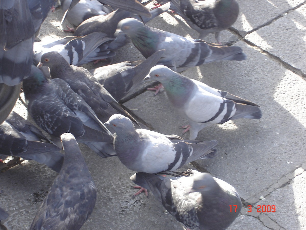 Rock Pigeon (Feral Pigeon) - ML170526251