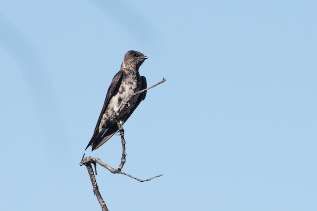 Purple Martin