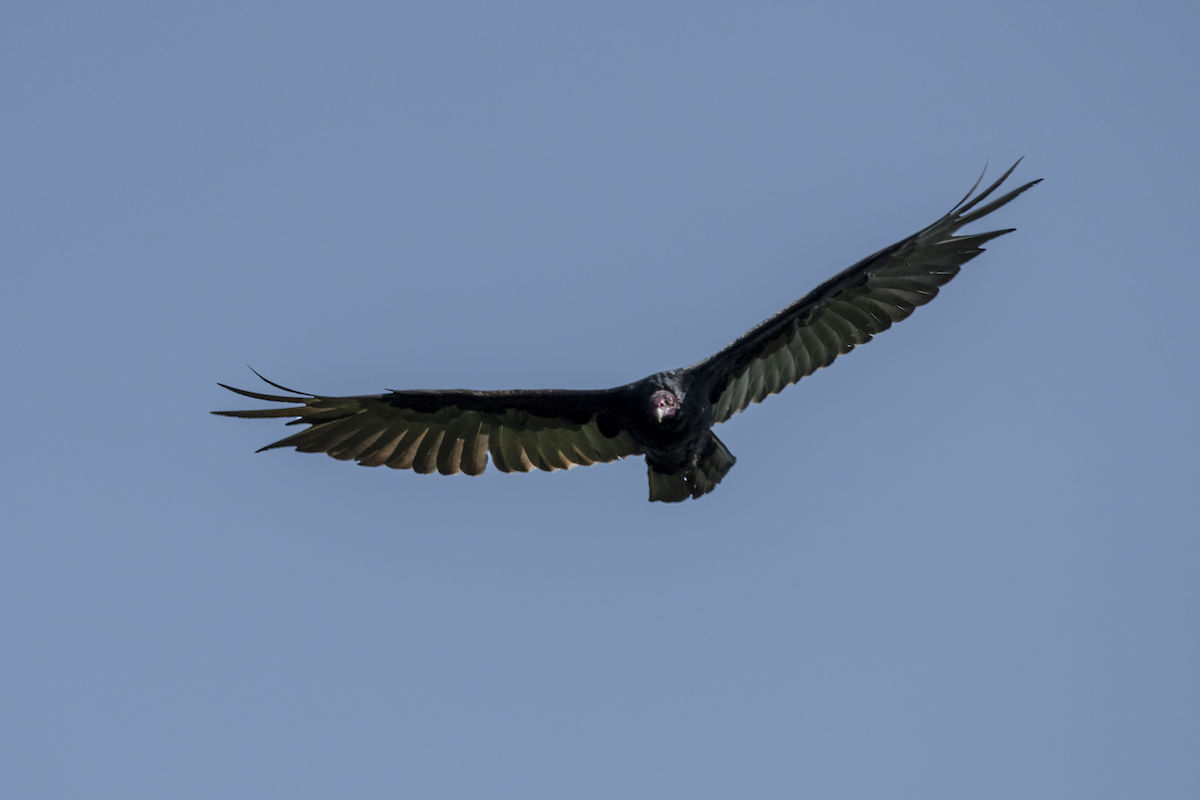 Turkey Vulture - David Badke