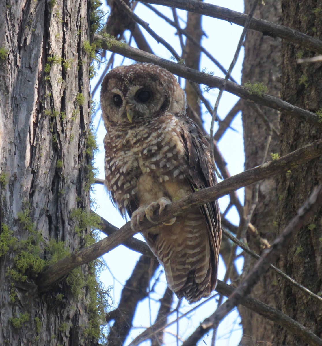 Spotted Owl - Alex Single