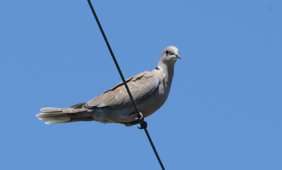Eurasian Collared-Dove - ML170535501