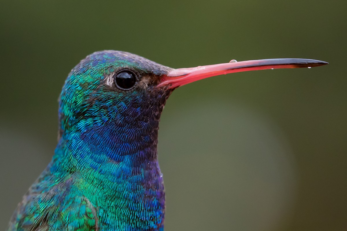 Broad-billed Hummingbird - Ryan Sanderson