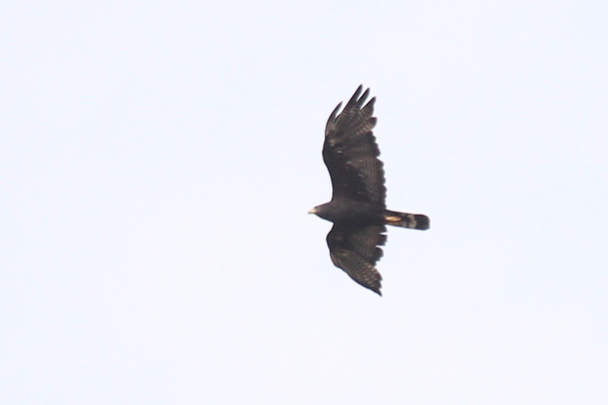 Zone-tailed Hawk - ML170539441