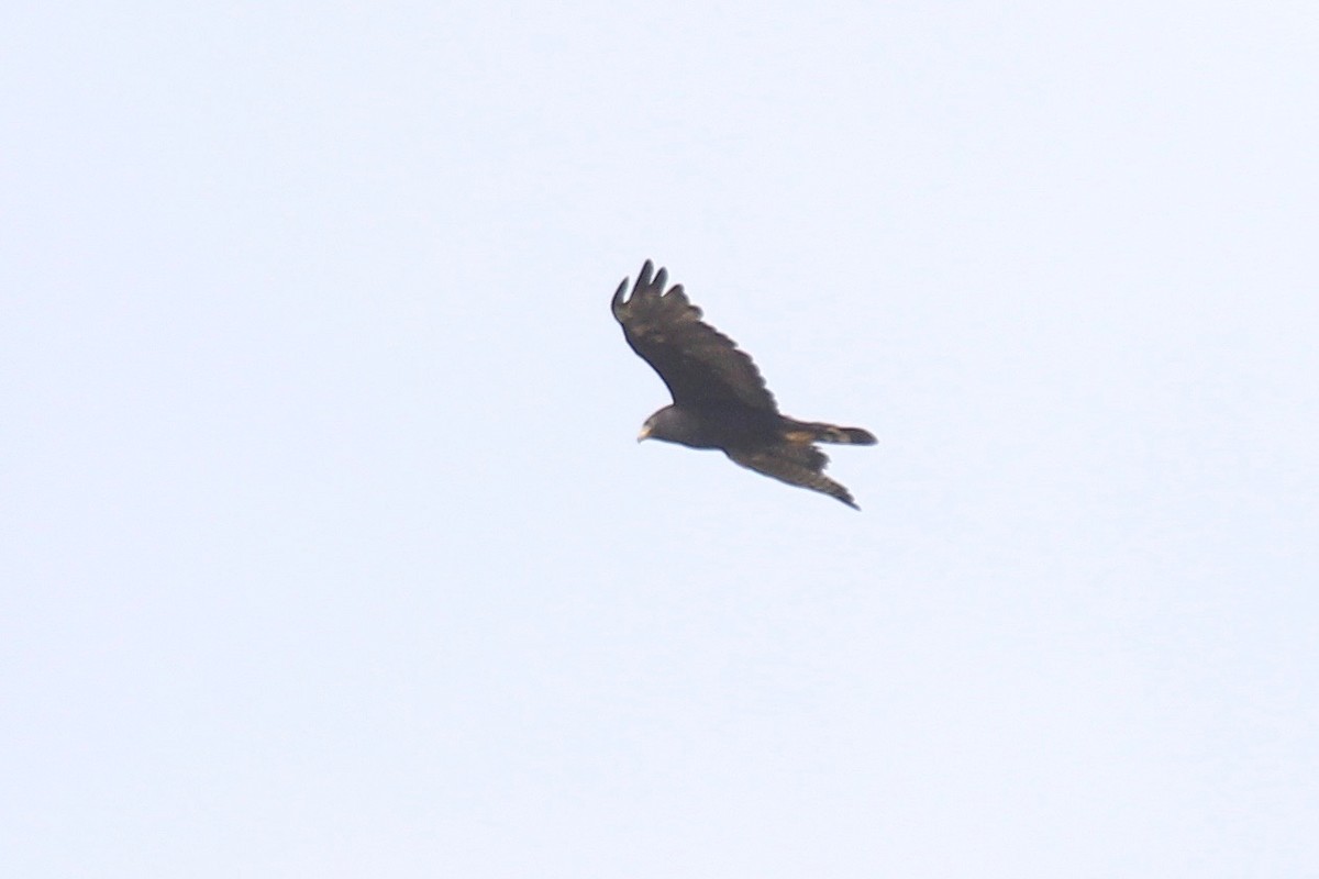 Zone-tailed Hawk - ML170539461