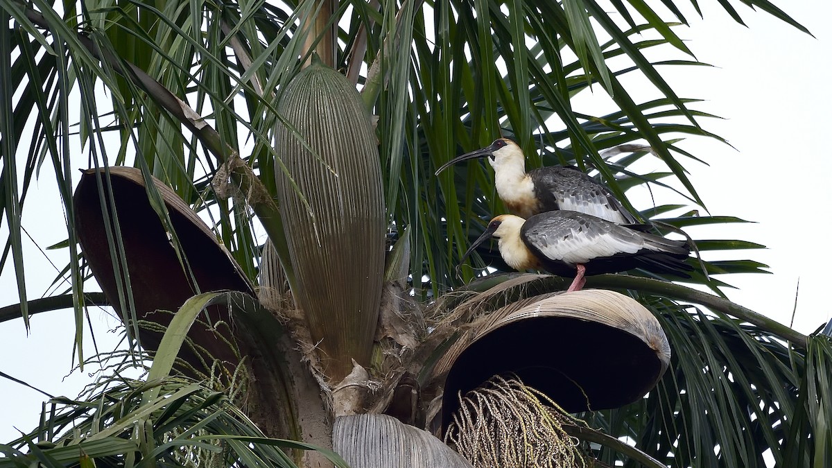 Buff-necked Ibis - Germán  Correa Jaramillo