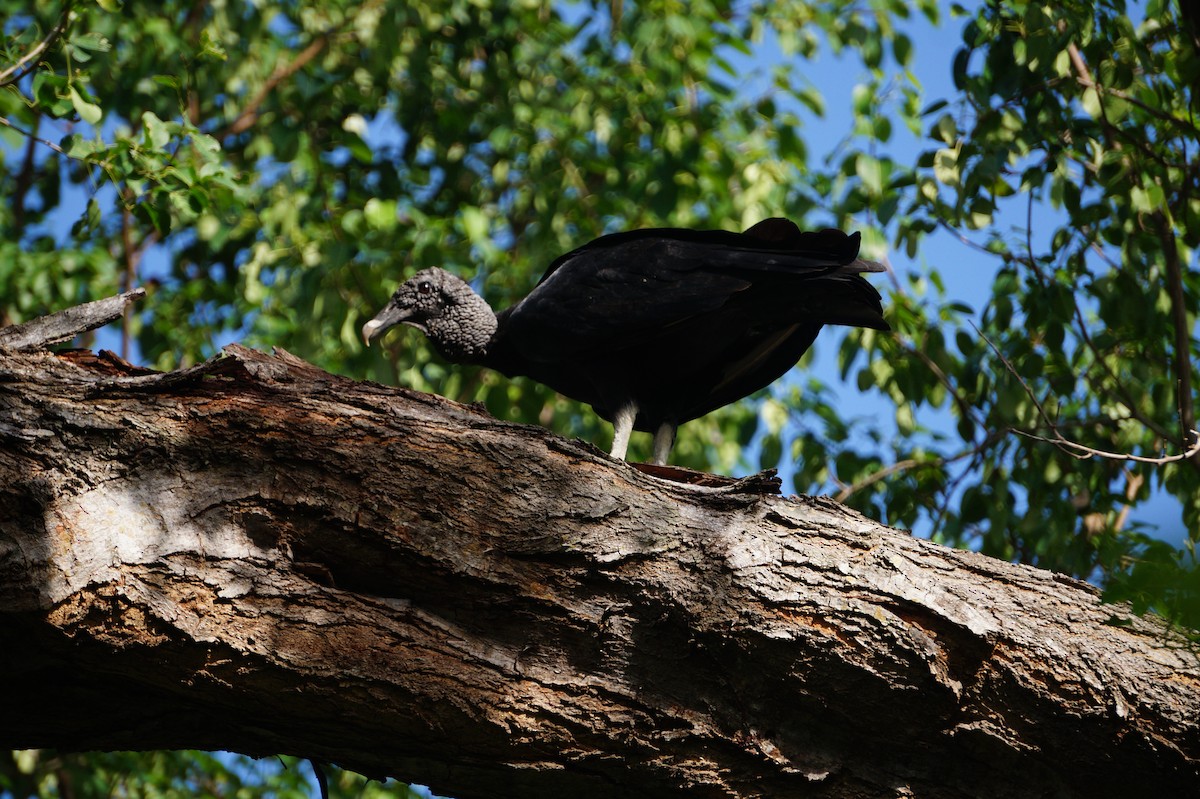 Black Vulture - ML170543231