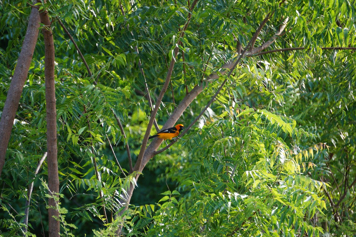 Spot-breasted Oriole - ML170543311
