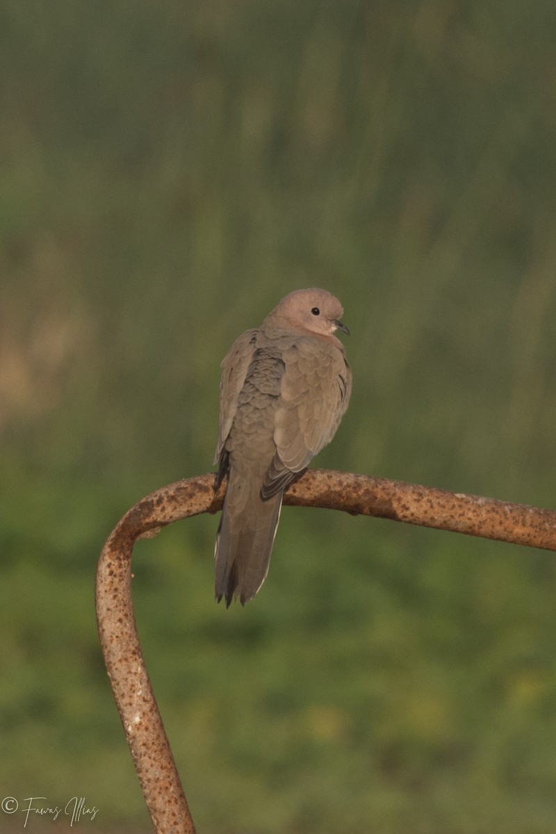 Laughing Dove - Fawas Illias