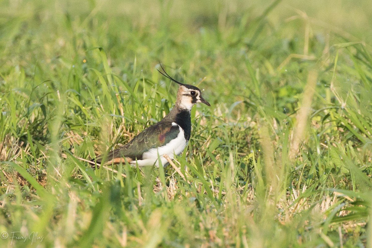 Northern Lapwing - Fawas Illias