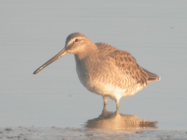 Long-billed Dowitcher - ML170547141