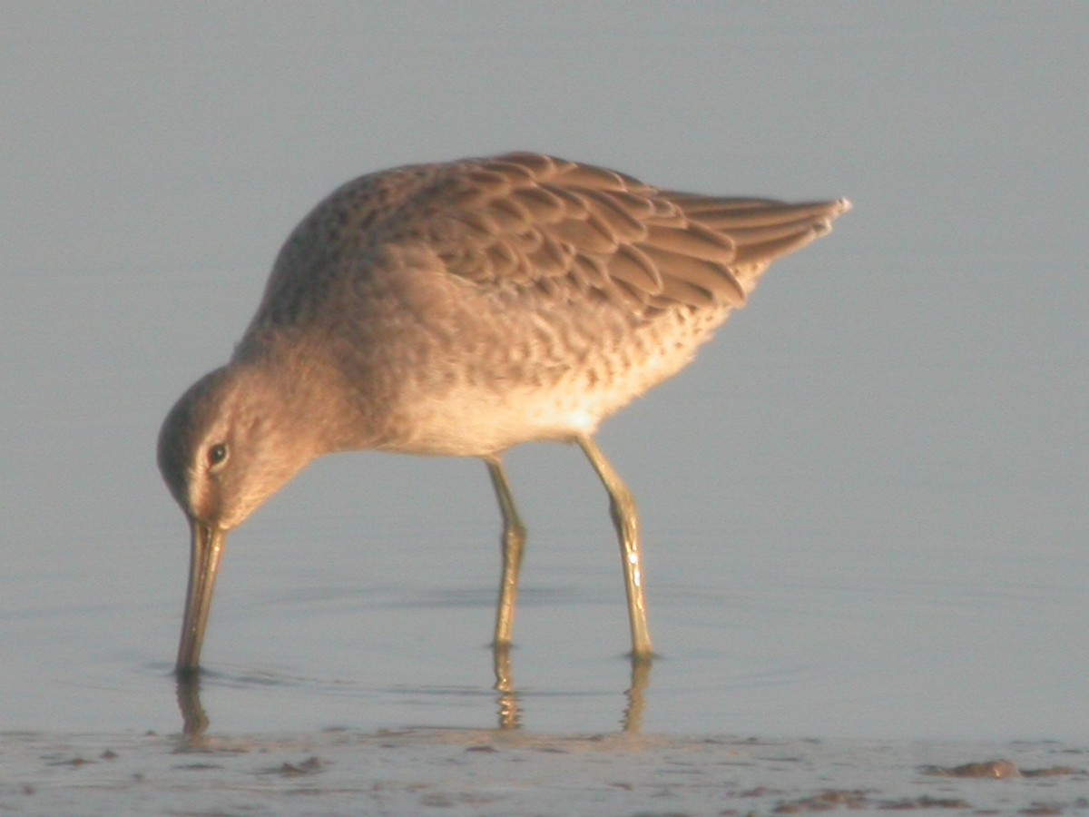 Long-billed Dowitcher - ML170547151