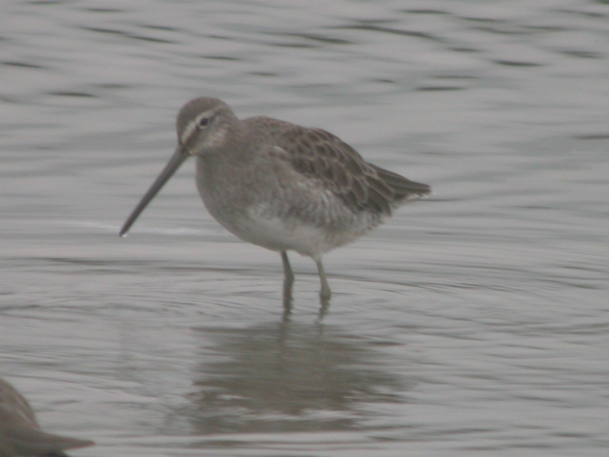 Long-billed Dowitcher - ML170547161