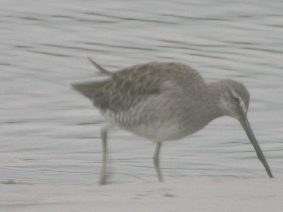 Long-billed Dowitcher - ML170547171