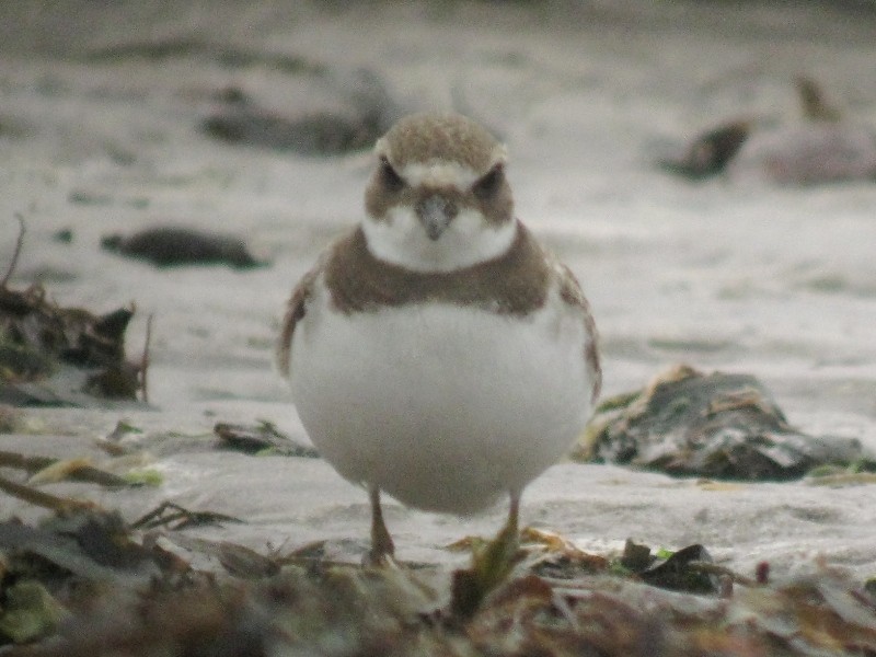 Semipalmated Plover - ML170549681