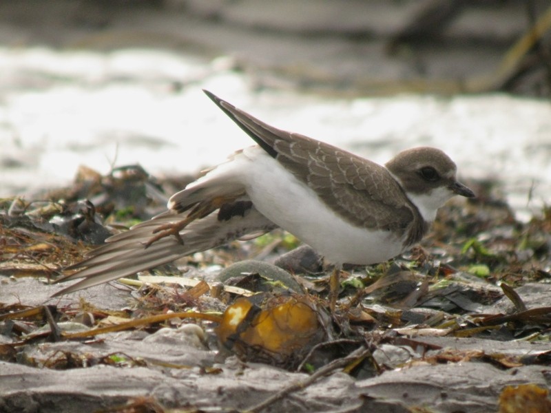 Semipalmated Plover - ML170549691
