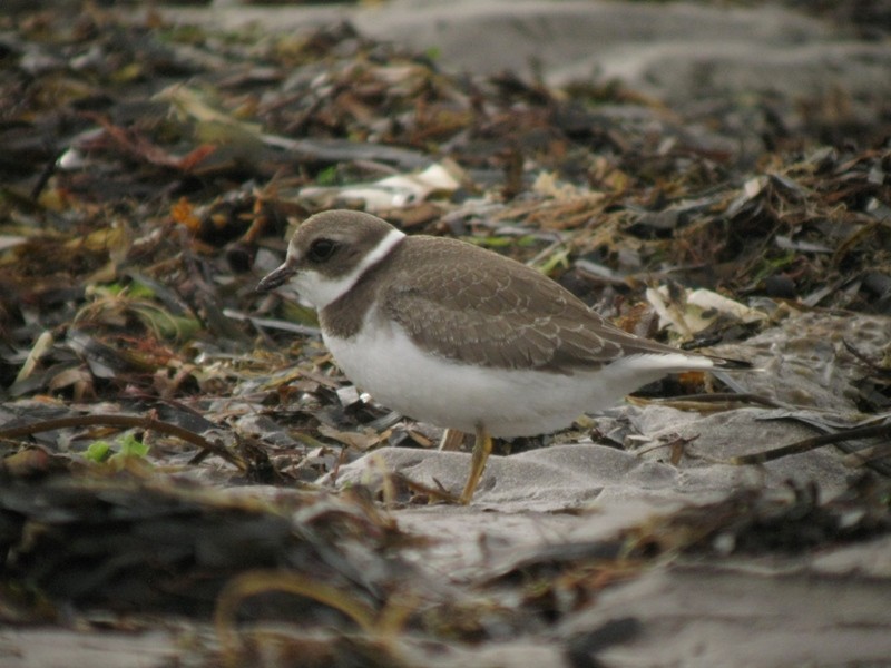 Semipalmated Plover - ML170549701