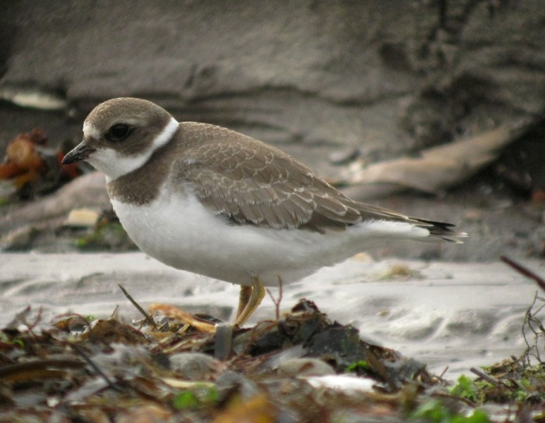 Semipalmated Plover - ML170549711
