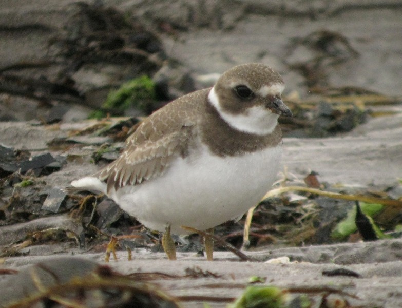 Semipalmated Plover - ML170549731