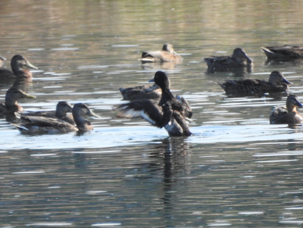 Tufted Duck - ML170550471