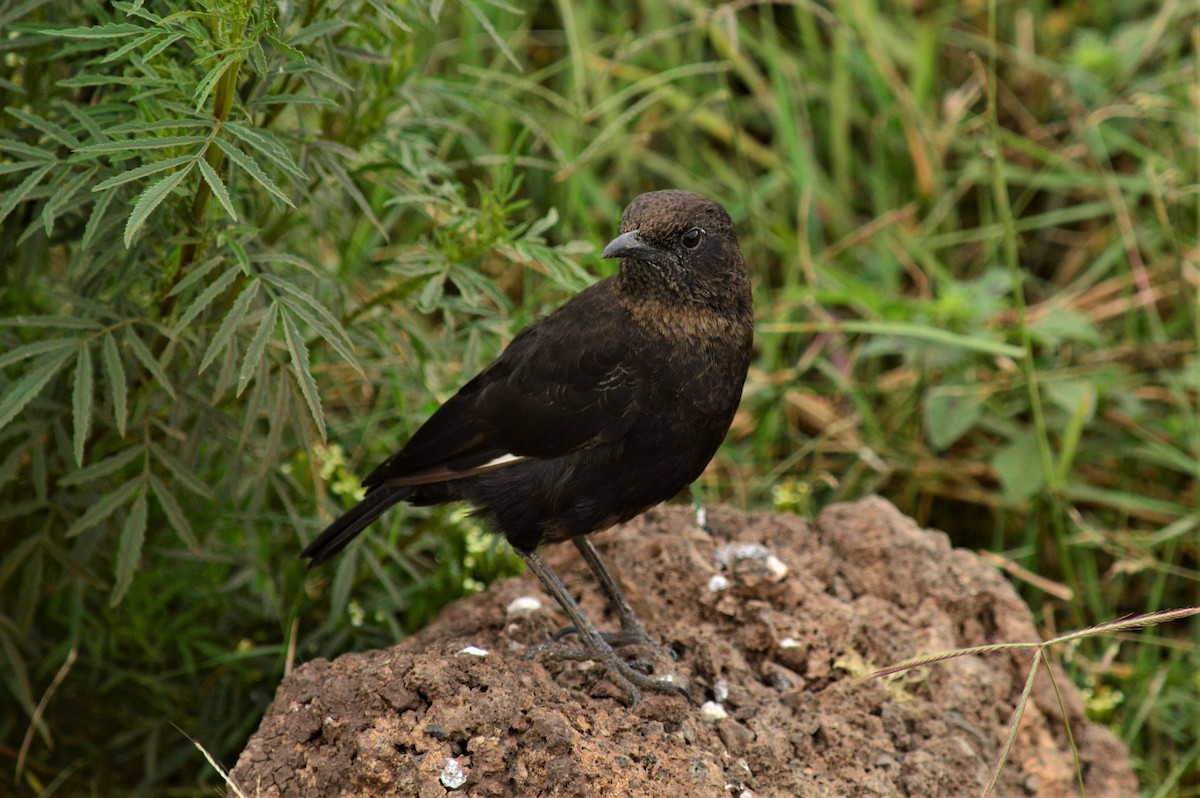 Northern Anteater-Chat - ML170550481