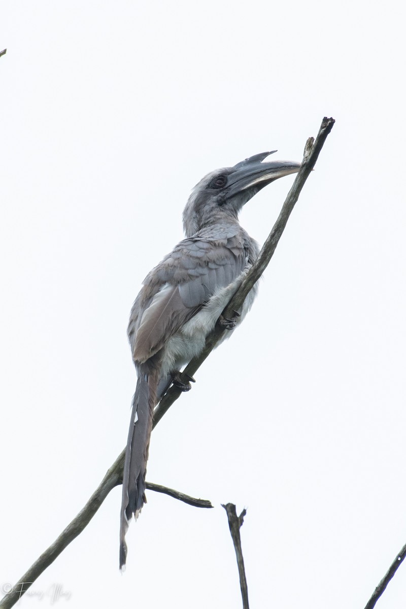Indian Gray Hornbill - Fawas Illias
