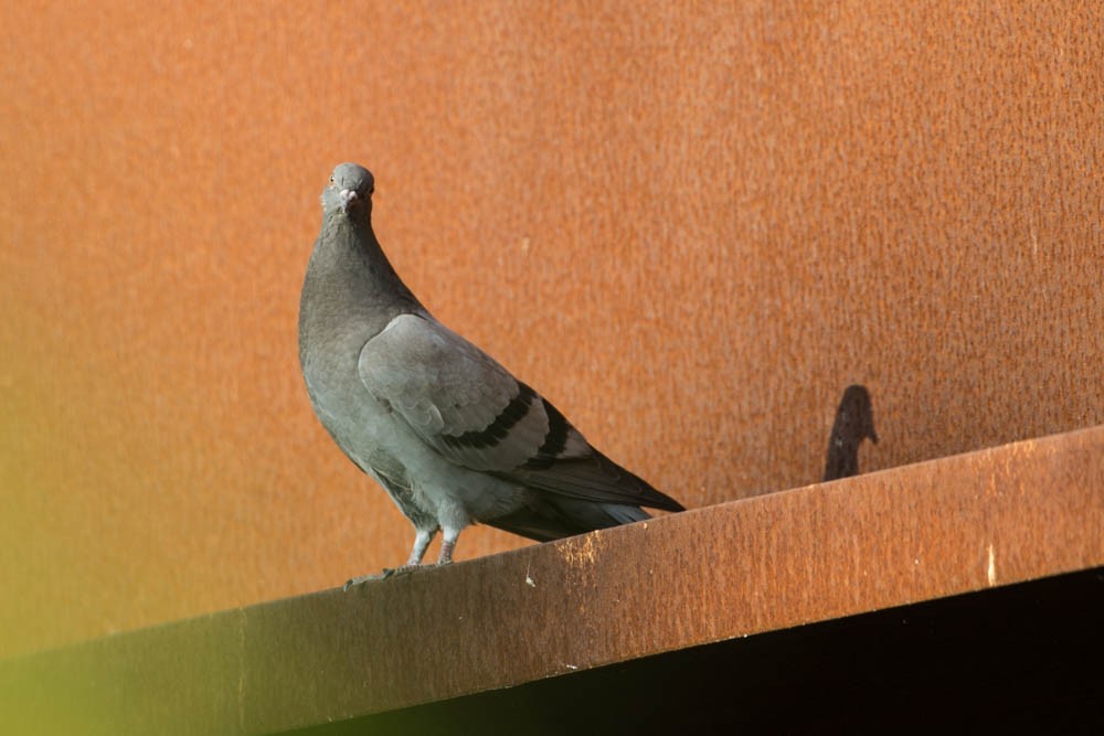 Rock Pigeon (Feral Pigeon) - ML170551101