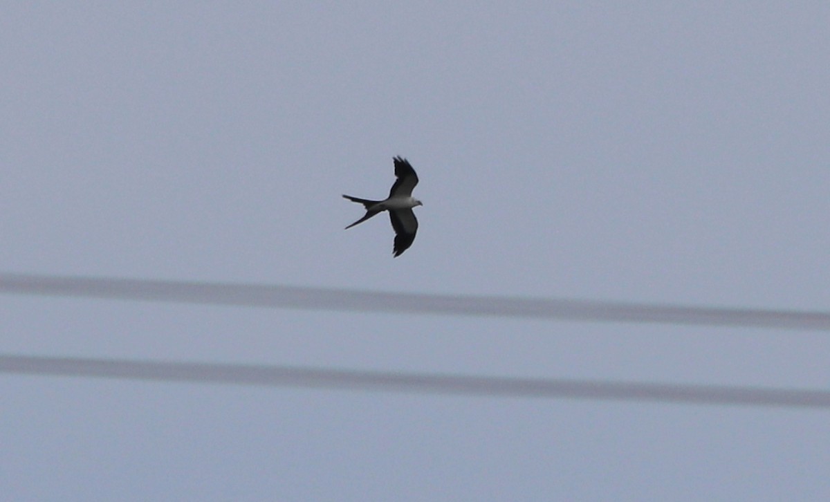 Swallow-tailed Kite - Gary Leavens