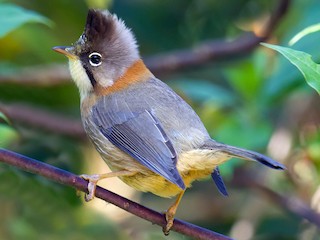 - Whiskered Yuhina