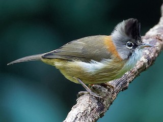  - Whiskered Yuhina