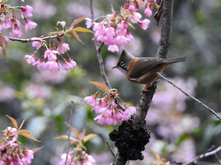  - Whiskered Yuhina