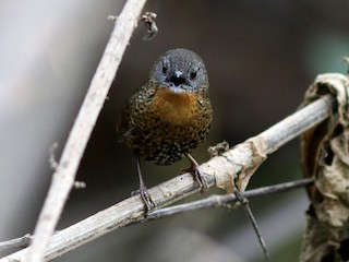  - Rufous-throated Wren-Babbler