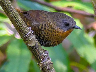  - Rufous-throated Wren-Babbler