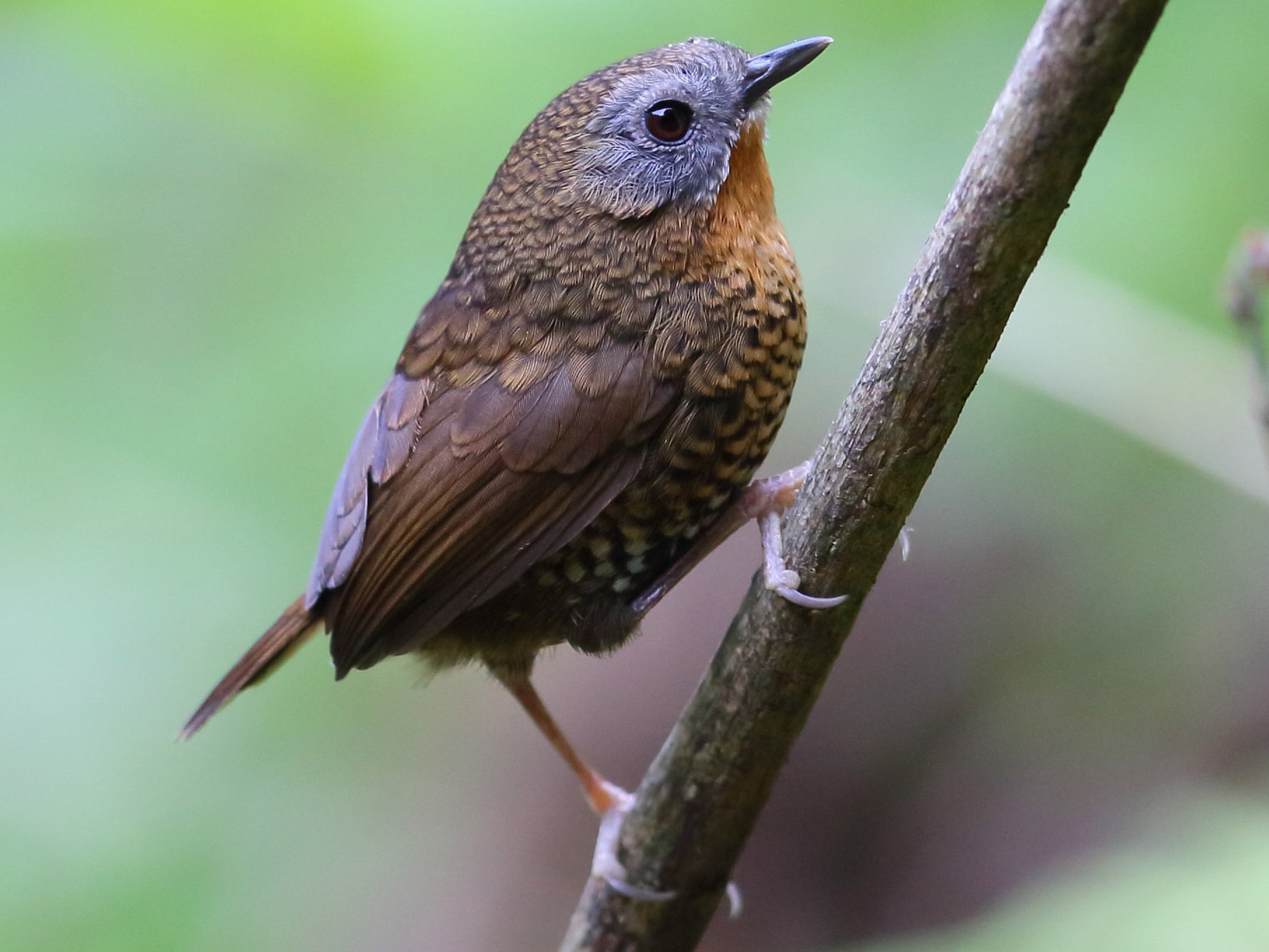 Rufous-throated Wren-Babbler - Jon Irvine