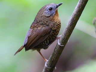  - Rufous-throated Wren-Babbler