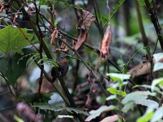 - Rufous-throated Wren-Babbler